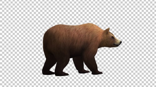Realistic Brown Bear Walking Animation with Transparent Background