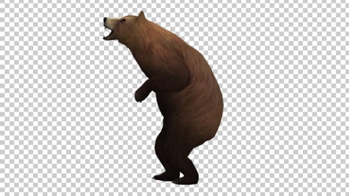 3D Animated Brown Bear Roaring with Alpha Channel