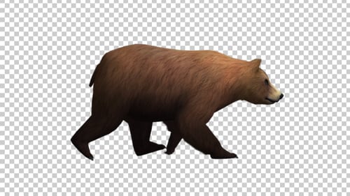 Realistic Animated Brown Bear Walking Cycle