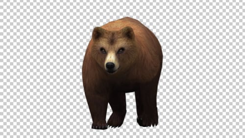 Realistic Animated Brown Bear Walking Alpha Channel Loop