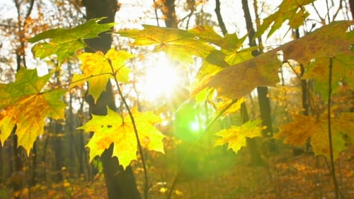 Sunlight Through Colorful Autumn Leaves in Forest