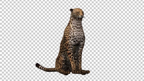 Gepard sitzend