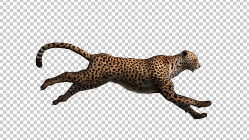 Cheetah Run