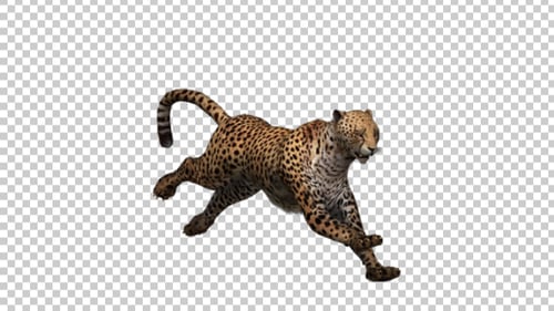 Cheetah Running