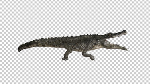 Crocodile Attack