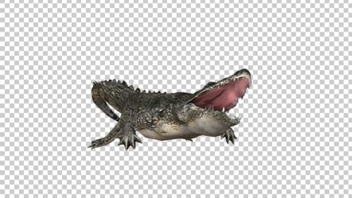 Crocodile Attack