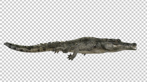 Alligator Swim