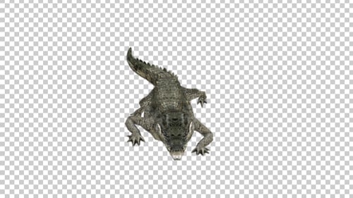 Alligator-Gehen Sie schnell