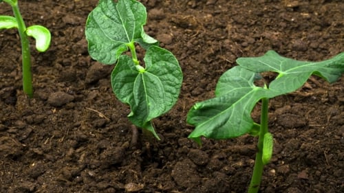 Growing Plants