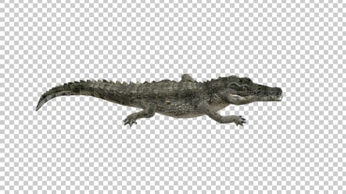 Crocodile Walk Ansicht von oben