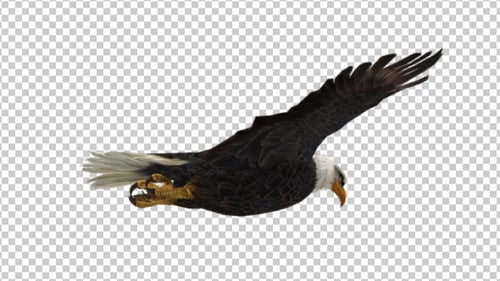 Eagle Glide