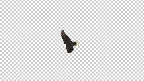 Eagle Flying Ansicht von oben