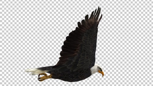 Eagle-Kl