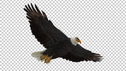 Eagle Gliding