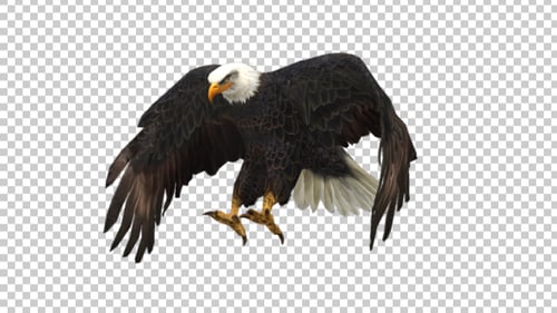 Eagle Landing