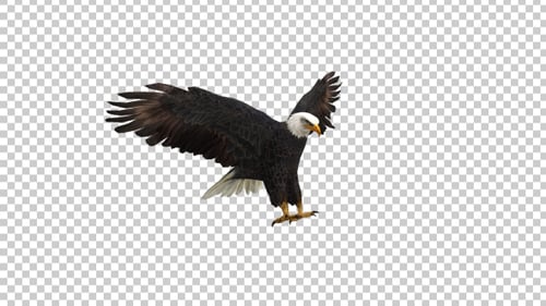 Eagle Landing Left Side