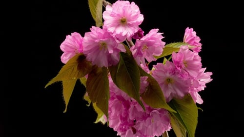 Pink Sakura Tree Flowers.