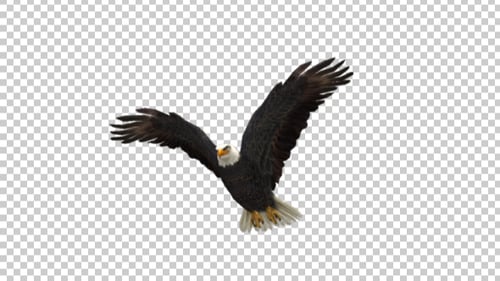 Eagle Fly
