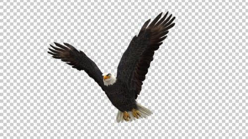 Eagle Fly