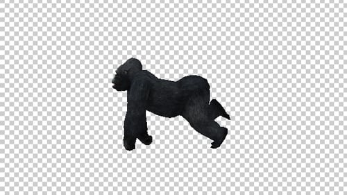 Gorilla-Lauf