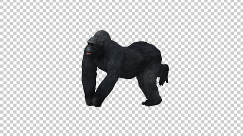 Gorilla Run Ansicht von oben