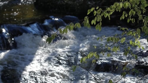 Rapid Stream, River Water Flowing Through the Stones, Wonderful Nature Scene of Wilderness