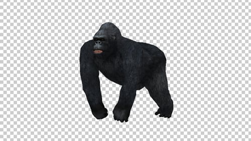 Gorilla Run 2