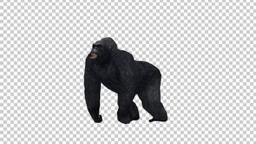 Gorilla-Heulen