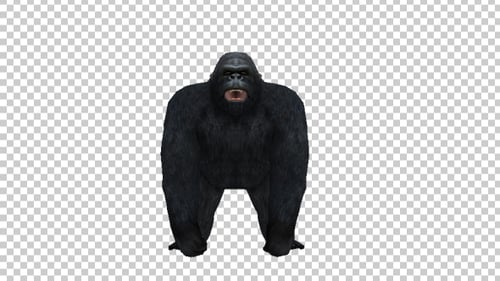 Gorilla Howl