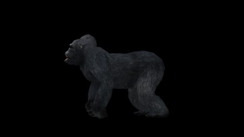 Gorilla Heulen