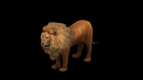 Lion Look