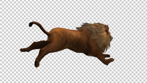 Lion Running