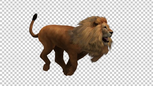 Lion Run
