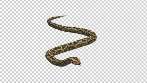Animated Realistic Python Snake Coiling Alpha Channel