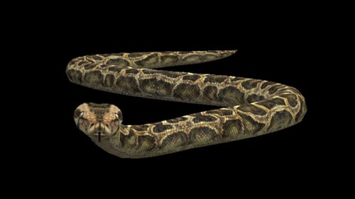 Coiling Python Snake Animated with Realistic Movement