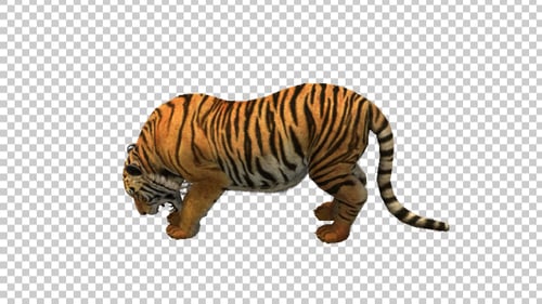 Animated Realistic 3D Tiger Standing Idle on Transparent Background