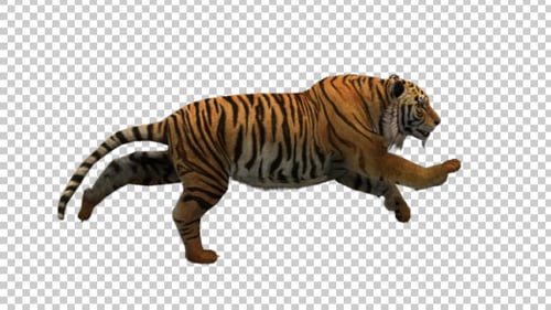 Realistic Animated Tiger Running with Transparent Background