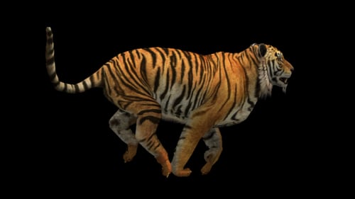 Tiger Run