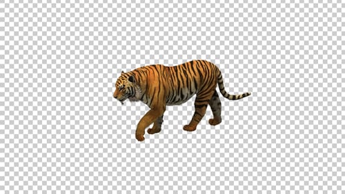 Tiger Walking
