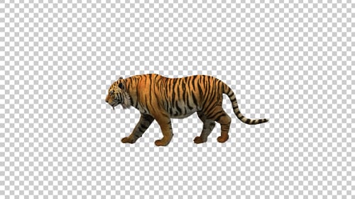 Tiger Walk 1