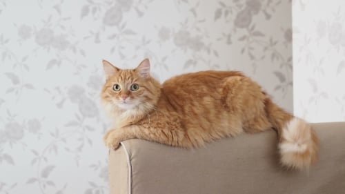Cute Ginger Cat Lying on Arm of Sofa