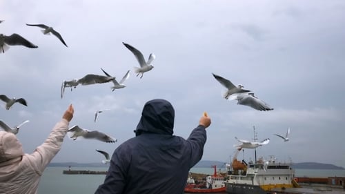 People on the Ferry Feed the Gulls Hovering in the Air