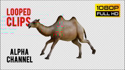 Realistic 3D Camel Animations: Walk, Run, Lie Down with Alpha Channel