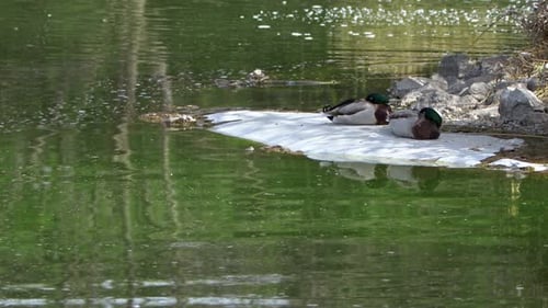 Duck Near The Green Lake 2