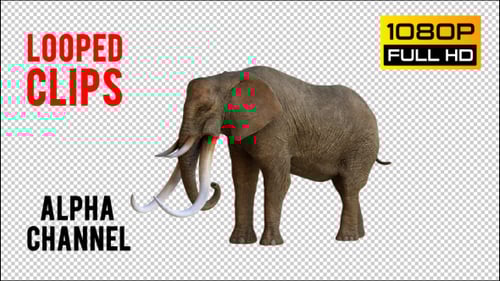 Realistic African Elephant Standing Animation with Alpha Channel