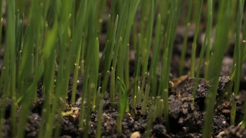 Plant Growing From Soil - Beginning New Life