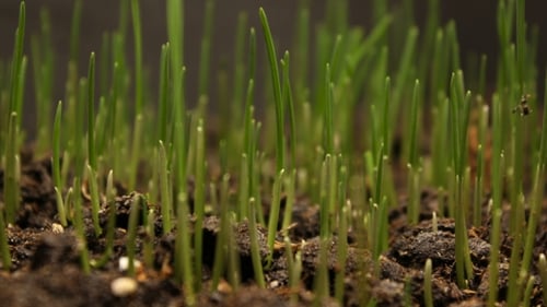 Plant Growing From Soil - Beginning New Life