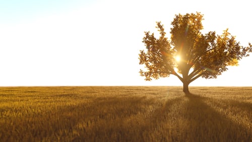 Time-Lapse Sun Movement and Shadows Over Field with Tree