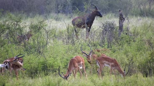 Topis y antílopes en sabanas naturales de vida silvestre africana