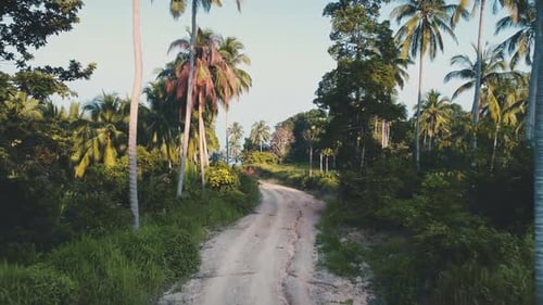 Country Road in Jungles